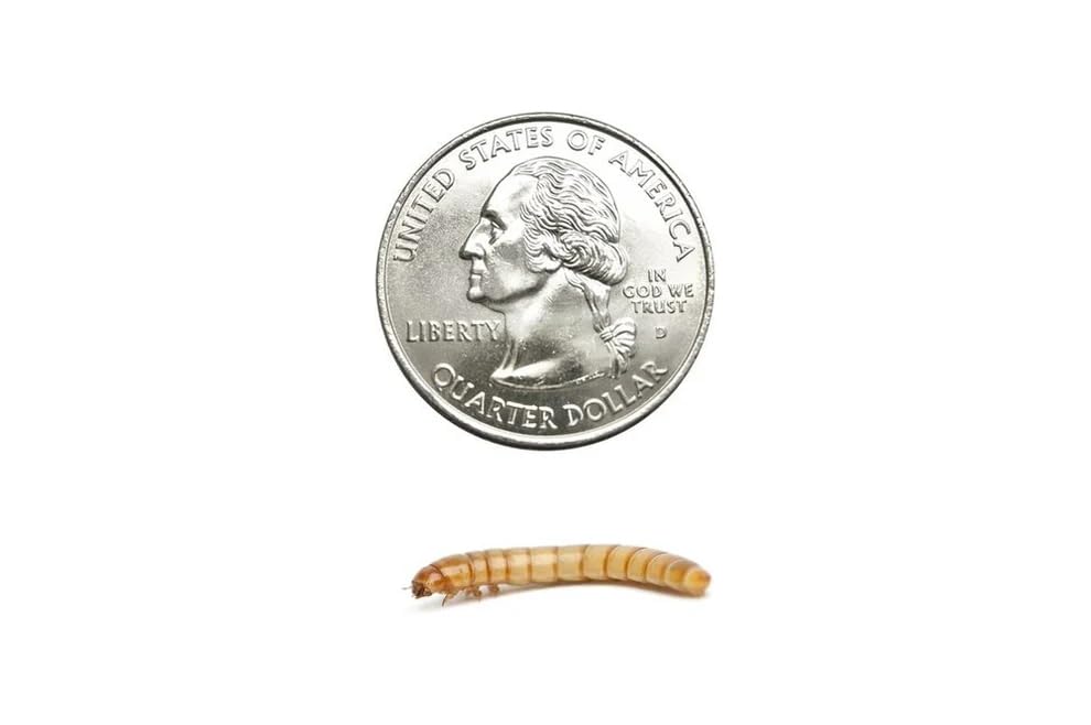500 Large Live Mealworms Nutritious Live Reptile Food, Ideal for Reptiles, Packed with Protein, Perfect for Bearded Dragon, Amphibians, Fish and Chickens, Enhances Foraging Instincts
