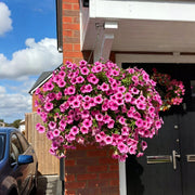 🔥Last Day 49% OFF🔥UV Resistant Artificial Petunias Flowers