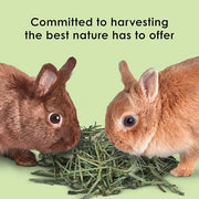 Kaytee Timothy Hay Blend Cubes for Rabbits, Guinea Pigs & Chinchillas | Digestive support. Compressed timothy hay cubes with alfalfa hay. High fiber, guinea pig hay, lower protein