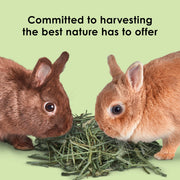 Kaytee Timothy Hay Blend Cubes for Rabbits, Guinea Pigs & Chinchillas | Digestive support. Compressed timothy hay cubes with alfalfa hay. High fiber, guinea pig hay, lower protein