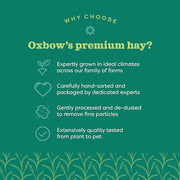 Oxbow Western Timothy Hay, Rabbit & Guinea Pig Hay, High Fiber, USA, 90 oz | Oxbow Timothy Hay, Bunny Hay For Rabbits, Guinea Pigs, Bunnies and Chinchillas, Hand-Sorted, De-Dusted, Made in USA